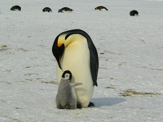 Pingüinos Emperador
